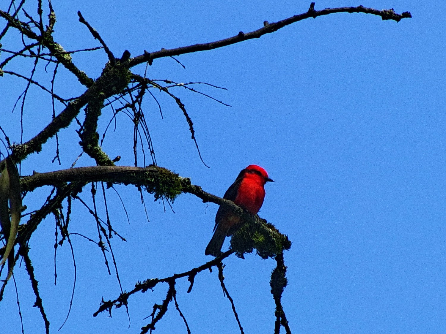Bird in the National Park Reserva Nacional Lomas de Lachay